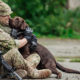 Military Dogs: A Beautiful Companionship